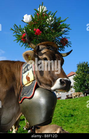 In Svizzera bovini marrone mucca regina con una grande campana attorno al collo e decorato per il portare a casa cerimonia, Svizzera Foto Stock