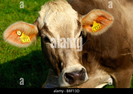 Hornless Svizzera bovini marrone con un marchio auricolare e una mucca campana intorno al collo cercando nella fotocamera del Cantone di Vaud svizzera Foto Stock