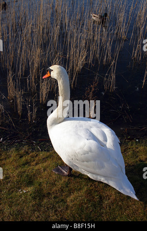 Un cigno su di un argine. Foto Stock