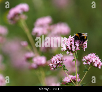 Bumble Bee, Bombus terrestris, raccolta polline dal Valeriano Rosso, Centranthus ruber, nel mese di agosto a Dorset, Regno Unito Foto Stock