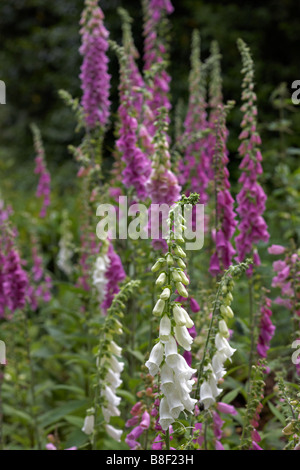Foxguants, Digitalis purea, che cresce selvaggio in estate a Devon, Regno Unito nel mese di giugno - fiore di fiori di foxguanto Foto Stock