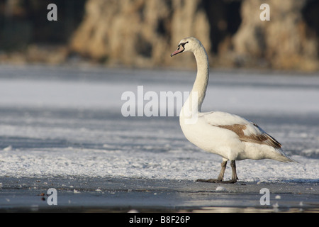 Immaturo del cigno sul ghiaccio in inverno Foto Stock