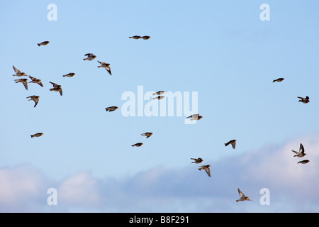 Snow Bunting Plectrophenax nivalis un gregge di inverno in volo Foto Stock