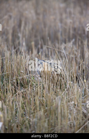 Tarabuso Botaurus stellaris permanente degli adulti in acque poco profonde su taglio Phragmites ance Foto Stock