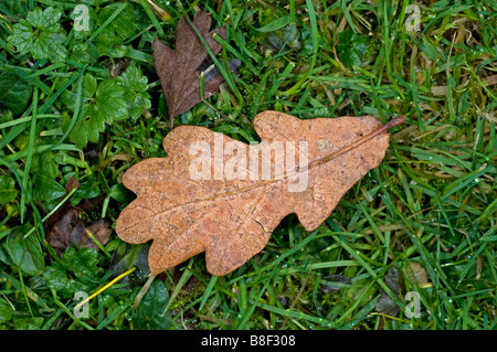 Caduto foglie di quercia in inverno Foto Stock