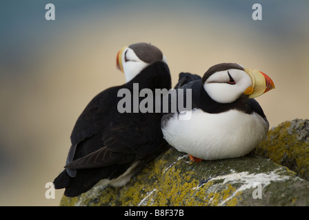 Cornuto i puffini Fratercula corniculata Round Island Alaska Foto Stock