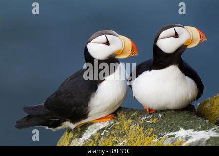 Cornuto Puffin Fratercula corniculata Round Island Alaska Foto Stock