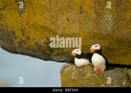 Cornuto i puffini Fratercula corniculata Round Island Alaska Foto Stock