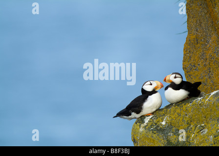 Cornuto i puffini Fratercula corniculata Round Island Alaska Foto Stock