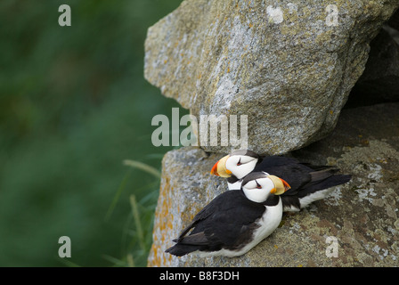 Cornuto Puffin Fratercula corniculata Round Island Alaska Foto Stock