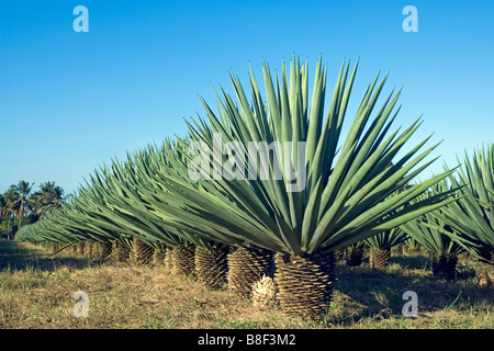 Sisal piante (agave sisalana) la resa di una fibra rigida tradizionalmente utilizzato nella realizzazione di corda Sisal plantation Pangani in Tanzania Foto Stock