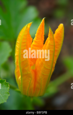 Impianto di midollo fiore Foto Stock
