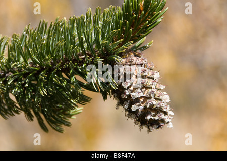 Rocky Mountain bristlecone pine (Pinus aristata) cono, Kenosha Pass, US Highway 285, Parco County, Colorado. Foto Stock