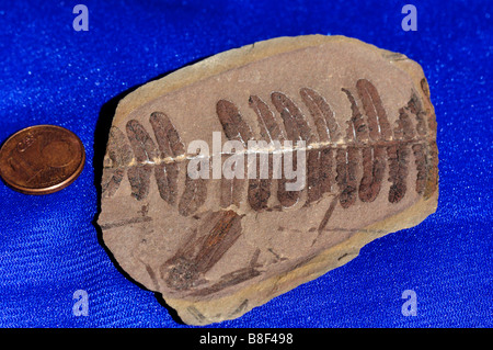 Felce fossile Pecopteris di età della Pennsylvania (carbonifero) da Mazon Creek, Illinois, Stati Uniti d'America. Foto Stock