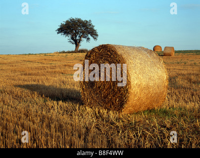 Balle di fieno in campo con struttura ad albero e cielo blu sullo sfondo Southwestern Ontario Farm Foto Stock