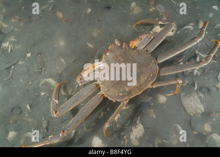 Tanner Crab grancevola artica Chinoecetes bairdi Alaska Foto Stock