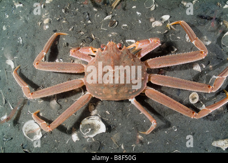 Tanner Crab grancevola artica Chinoecetes bairdi Alaska Foto Stock