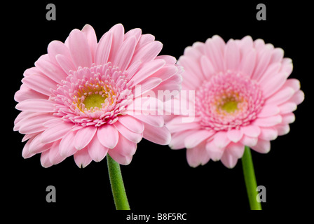 Una coppia di rosa pallido gerbere contro uno sfondo nero una messa a fuoco di fronte all'altro Foto Stock