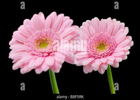 Una coppia di rosa pallido gerbere contro uno sfondo nero una messa a fuoco dietro un altro Foto Stock