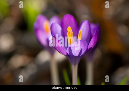 Viola di crochi crescente selvatici nei boschi Foto Stock