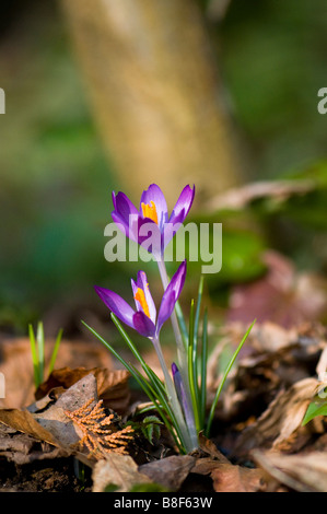 Viola di crochi crescente selvatici nel bosco Foto Stock