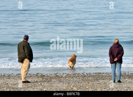 Il Golden Retriever sulla spiaggia in esecuzione in acqua con un uomo e una donna guarda alla sabbiosa spiaggia di collo in Sandwich Barnstable Cape Foto Stock