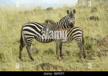 La Burchell, comune o pianure zebra con puledro, il Masai Mara, Kenya Foto Stock