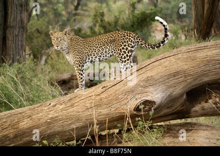 Leopard in piedi su albero caduto, Samburu, Kenya Foto Stock