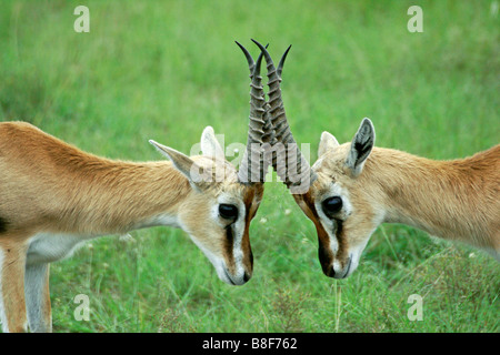 Maschio di Thomson gazzelle sparring, il Masai Mara, Kenya Foto Stock