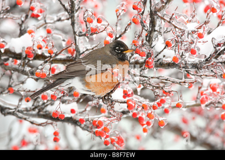 American Robin appollaiato in biancospino bacche con ghiaccio e neve Foto Stock