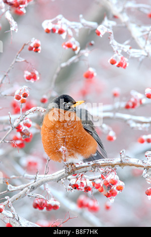 American Robin appollaiato in biancospino bacche con ghiaccio - Verticale Foto Stock