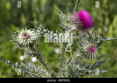 Close up lanosi thistle, Cirsium eriophorum, in estate presso Dorset Foto Stock