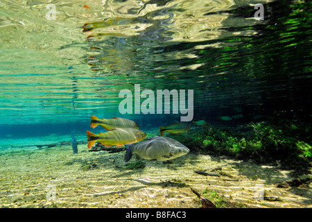 Characins, striata prochilod e piaussu, Brycon hilarii, Prochilodus lineatus e Leporinus macrocephalus, a Prata River Foto Stock