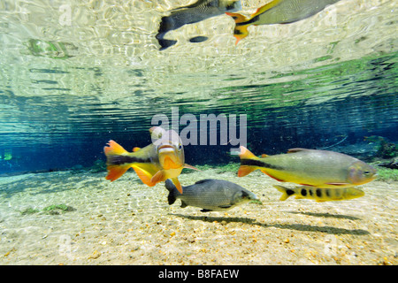 Characins, striata prochilod e piaussu, Brycon hilarii, Prochilodus lineatus e Leporinus macrocephalus, a Prata River Foto Stock