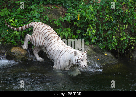 Tigre del Bengala (Panthera tigris tigris), in acqua, morph bianco Foto Stock