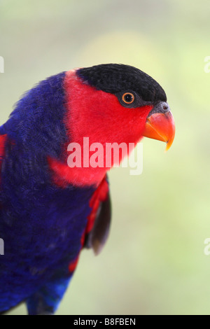 Nero-capped lory (Lorius lory), ritratto Foto Stock