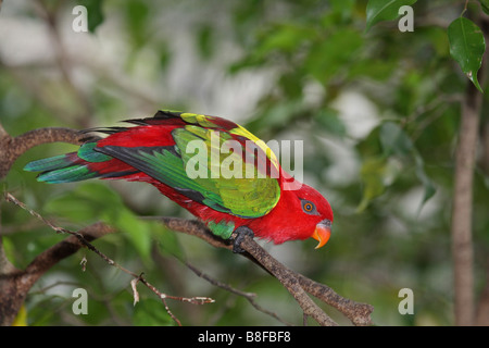 Australian re parrot (Alisterus scapularis), seduto su un ramo Foto Stock