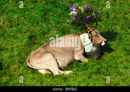 In Svizzera bovini marrone decorato per il portare a casa cerimonia, regione del Giura, il Cantone di Vaud, Svizzera Foto Stock