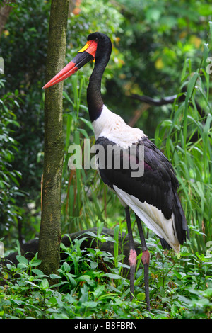 Sella-bill stork (Ephippiorhynchus senegalensis), si trova in corrispondenza di un bordo della foresta Foto Stock