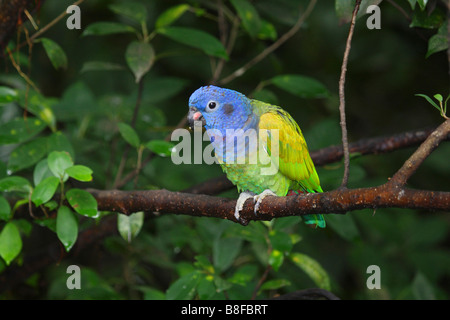 A testa azzurra parrot (Pionus menstruus), seduto su un ramoscello Foto Stock