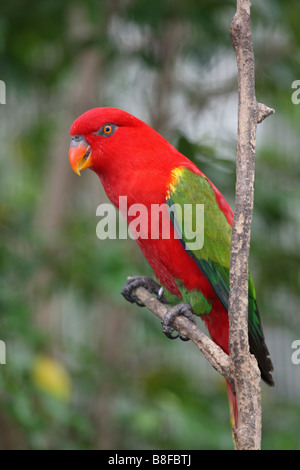 Australian re parrot (Alisterus scapularis), seduto su un ramo Foto Stock