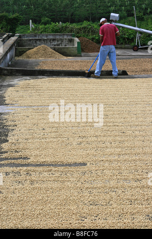 I chicchi di caffè essendo rastrellata e secchi conditi al sole in Costa Rica piantagione di caffè. Foto Stock