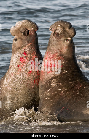 Northern foche elefanti combattimenti Foto Stock