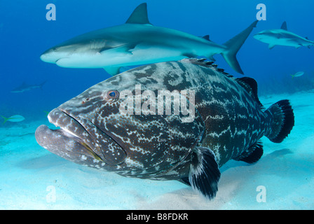 Il nero di cernia e Reef Shark Foto Stock