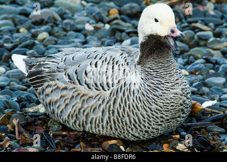 L'imperatore Goose Anser canagicus Foto Stock