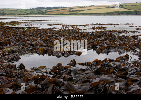 Kelp o oarweed Laminaria digitata esposta su una molto bassa marea REGNO UNITO Foto Stock