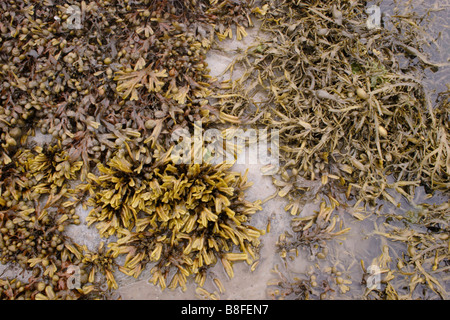 Alghe brune: sinistra Fucus spiralis, centro F. ceranoides e diritto Ascophyllum nodosum, REGNO UNITO Foto Stock