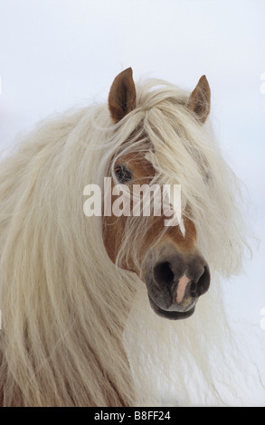 Cavalli di Razza Haflinger (Equus caballus ferus), stallone con extreme long mane Foto Stock