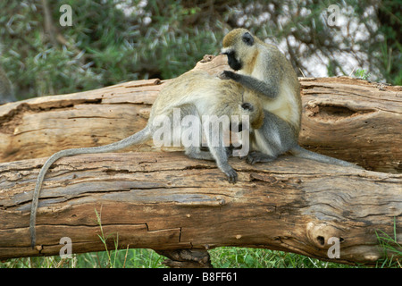 Nero-fronte scimmie vervet toelettatura, Samburu, Kenya Foto Stock