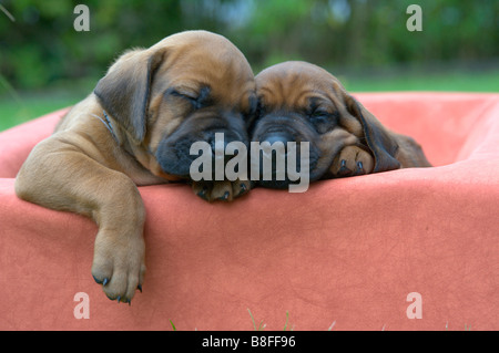 Ridgeback rhodesiano (Canis lupus familiaris), due cuccioli sleeping Foto Stock